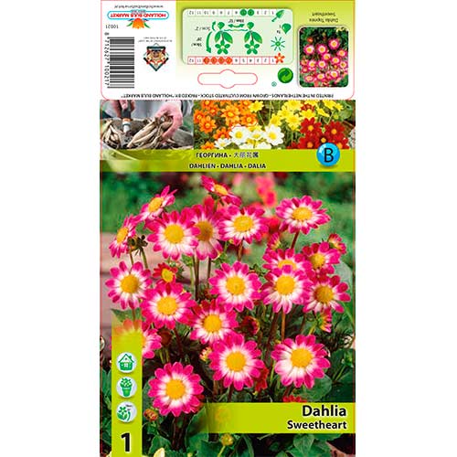 Daalia Sweetheart interface.art foto 1 Daalia Sweetheart interface.image 1 interface.art 76577