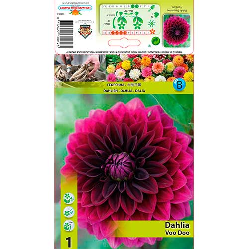 Daalia Voo Doo interface.art foto 1 Daalia Voo Doo interface.image 1 interface.art 76561