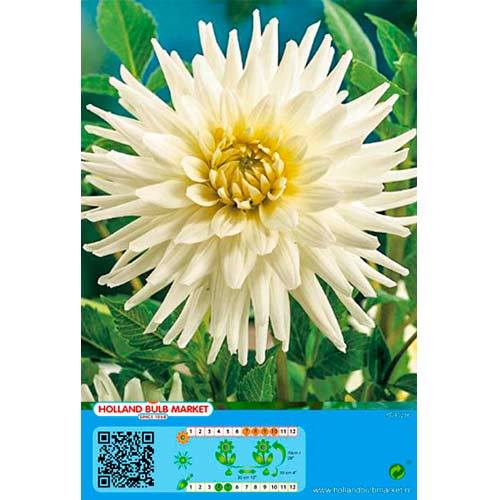 Daalia White Star interface.art foto 1 Daalia White Star interface.image 1 interface.art 76430
