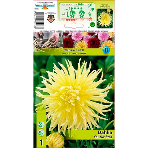 Daalia Yellow Star interface.art foto 1 Daalia Yellow Star interface.image 1 interface.art 76432