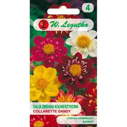 Daaliad Collarette Dandy, segu Legutko interface.image 1 interface.art 69580