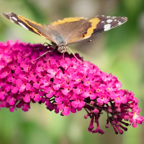 Davidi budleia Royal Red, P9 interface.image 1 interface.art 9011