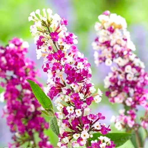 Davidi haldjamüts (Buddleja Davidii) Berries Cream interface.art foto 1 Davidi haldjamüts (Buddleja Davidii) Berries Cream interface.image 1 interface.art 77802