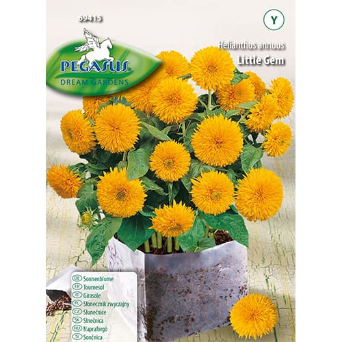 Dekoratiivsed päevalilled Little Gem Kiepenkerl interface.image 1 interface.art 96578