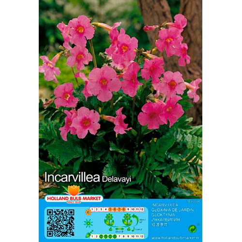 Delavay inkarvillea interface.art foto 1 Delavay inkarvillea interface.image 1 interface.art 76462
