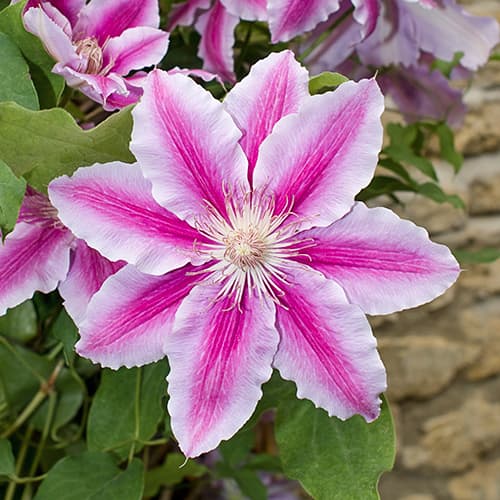 Elulõng Bees Jubilee, C2 interface.image 1 interface.art 9661