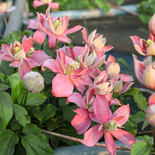 Elulõng Marjorie, P9 interface.image 1 interface.art 5874