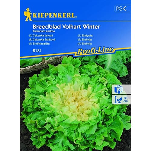 Endiivia Breedblad Volhart Winter interface.art foto 1 Endiivia Breedblad Volhart Winter interface.image 1 interface.art 96612