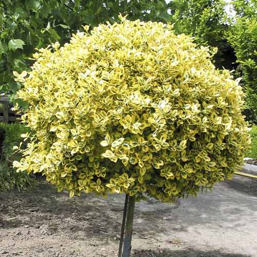 Euonymus Emerald'n Gold, С4.5 interface.art foto 1 Euonymus Emerald'n Gold, С4.5 interface.image 1 interface.art 7702