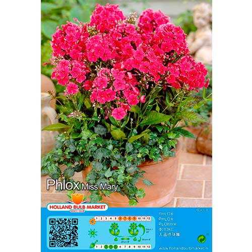 Floks Miss Mary interface.image 1 interface.art 76490