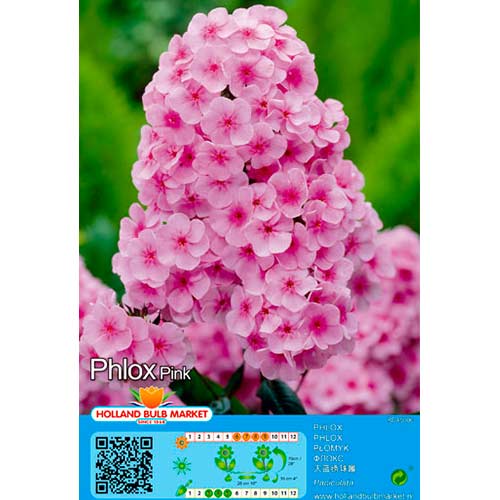 Floks Pink interface.art foto 1 Floks Pink interface.image 1 interface.art 76493