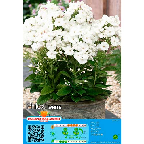 Floks White interface.art foto 1 Floks White interface.image 1 interface.art 76496
