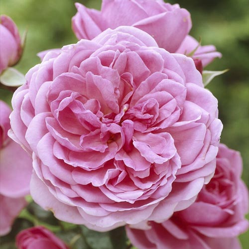 Floribunda roos Berleburg ®, С5 interface.art foto 1 Floribunda roos Berleburg ®, С5 interface.image 1 interface.art 6170