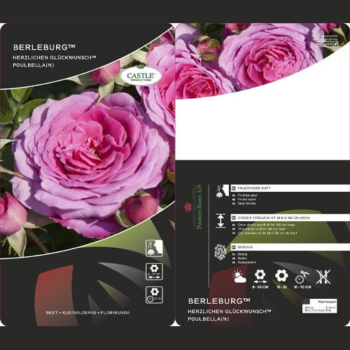 Floribunda roos Berleburg ®, С5 interface.art foto 3 Floribunda roos Berleburg ®, С5 interface.image 3 interface.art 6170