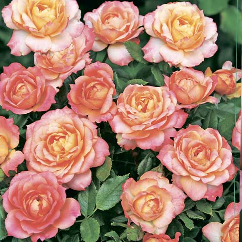 Floribunda roos Briosa®, C5 interface.art foto 1 Floribunda roos Briosa®, C5 interface.image 1 interface.art 6149