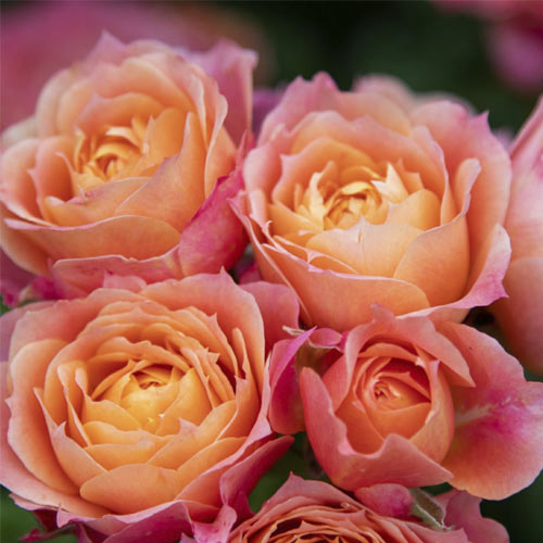 Floribunda roos Briosa®, C5 interface.art foto 2 Floribunda roos Briosa®, C5 interface.image 2 interface.art 6149