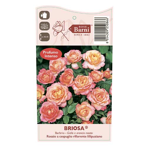 Floribunda roos Briosa®, C5 interface.art foto 4 Floribunda roos Briosa®, C5 interface.image 4 interface.art 6149