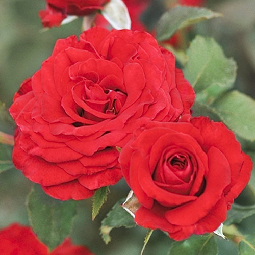 Floribunda roos Carmine™ Vaza ®, С3 interface.art foto 1 Floribunda roos Carmine™ Vaza ®, С3 interface.image 1 interface.art 6171