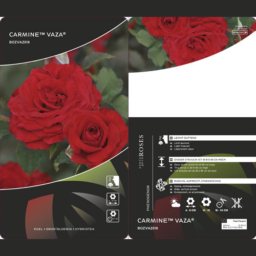 Floribunda roos Carmine™ Vaza ®, С3 interface.art foto 2 Floribunda roos Carmine™ Vaza ®, С3 interface.image 2 interface.art 6171