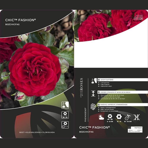 Floribunda roos Chic™ Fashion ®, С3 interface.image 3 interface.art 6172