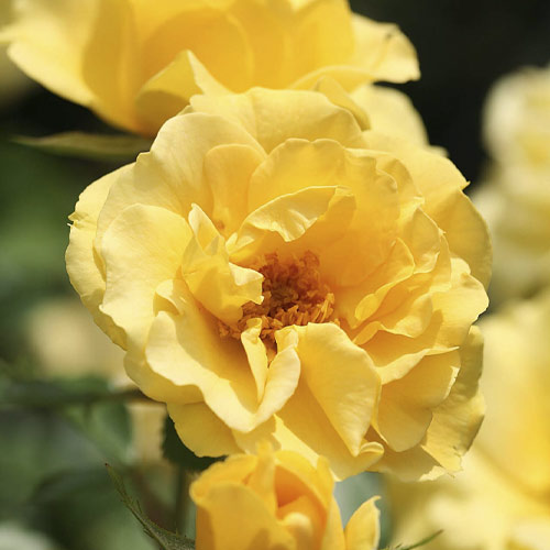 Floribunda roos Dark Yellow™ Vaza ®, С3 interface.image 1 interface.art 6173