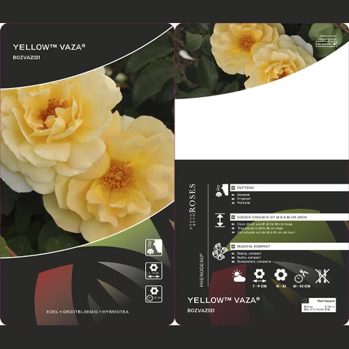 Floribunda roos Dark Yellow™ Vaza ®, С3 interface.image 2 interface.art 6173