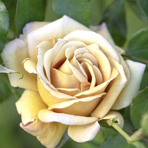 Floribunda roos Honey Dijon®, C5 interface.image 1 interface.art 6144