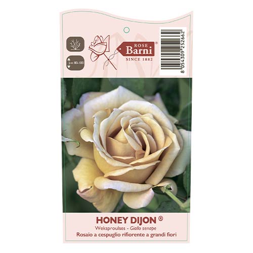 Floribunda roos Honey Dijon®, C5 interface.image 3 interface.art 6144