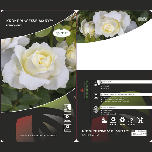 Floribunda roos Kronprinsesse Mary ®, С5 interface.image 2 interface.art 4970