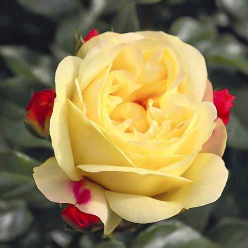 Floribunda roos Lampion ®, С3 interface.art foto 1 Floribunda roos Lampion ®, С3 interface.image 1 interface.art 6175