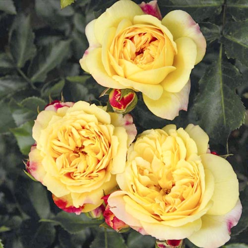 Floribunda roos Lampion ®, С3 interface.art foto 2 Floribunda roos Lampion ®, С3 interface.image 2 interface.art 6175