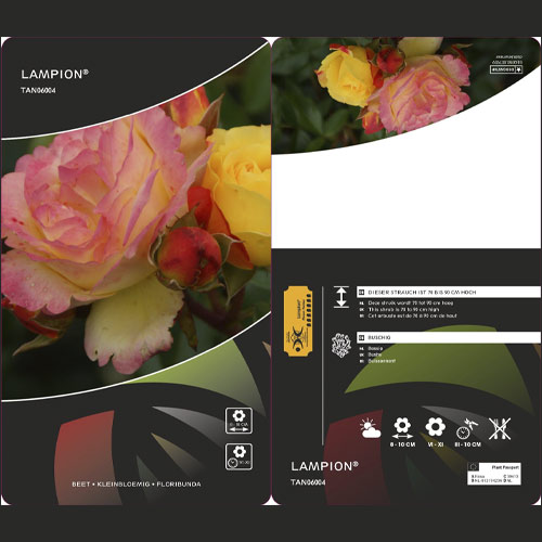 Floribunda roos Lampion ®, С3 interface.art foto 3 Floribunda roos Lampion ®, С3 interface.image 3 interface.art 6175