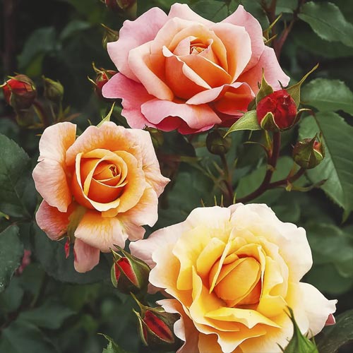 Floribunda roos Marie Curie ®, С3 interface.image 1 interface.art 6176