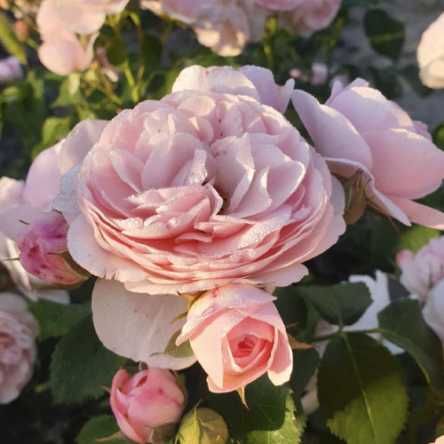 Floribunda roos Miss.Granger® interface.art foto 1 Floribunda roos Miss.Granger® interface.image 1 interface.art 6191