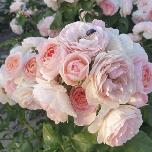 Floribunda roos Miss.Granger® interface.art foto 2 Floribunda roos Miss.Granger® interface.image 2 interface.art 6191