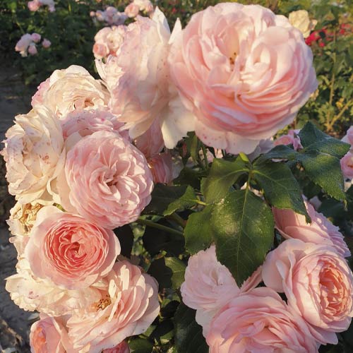 Floribunda roos Miss.Granger® interface.art foto 3 Floribunda roos Miss.Granger® interface.image 3 interface.art 6191