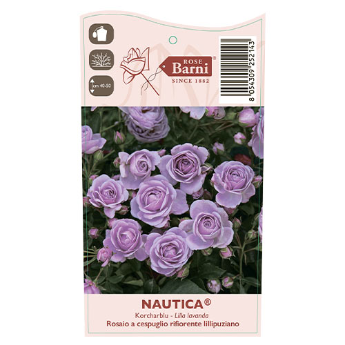 Floribunda roos Nautica®, C5 interface.image 4 interface.art 6150