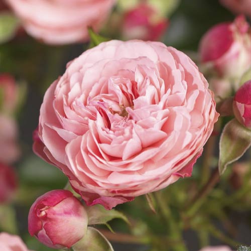 Floribunda roos Pink Meilove ®, С5 interface.art foto 1 Floribunda roos Pink Meilove ®, С5 interface.image 1 interface.art 4554