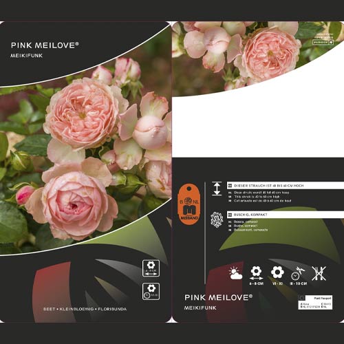 Floribunda roos Pink Meilove ®, С5 interface.art foto 2 Floribunda roos Pink Meilove ®, С5 interface.image 2 interface.art 4554