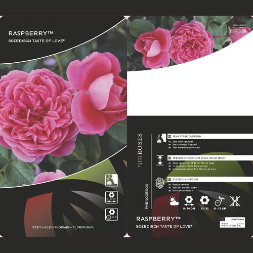 Floribunda roos Raspberry ™, С3 interface.art foto 3 Floribunda roos Raspberry ™, С3 interface.image 3 interface.art 6178