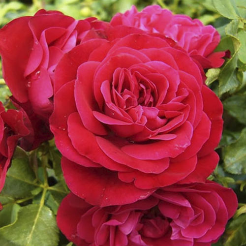 Floribunda roos Red Meilove ®, С3 interface.art foto 1 Floribunda roos Red Meilove ®, С3 interface.image 1 interface.art 4555