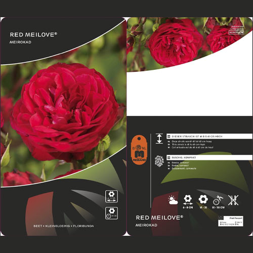 Floribunda roos Red Meilove ®, С3 interface.art foto 2 Floribunda roos Red Meilove ®, С3 interface.image 2 interface.art 4555