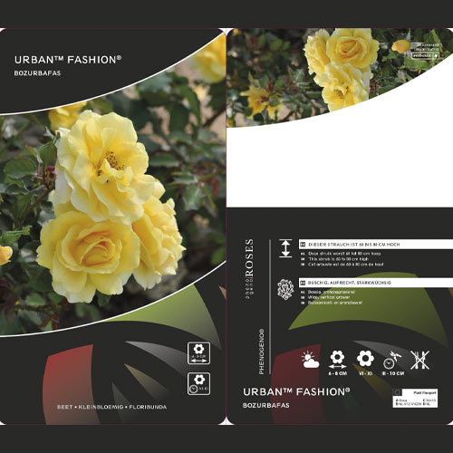 Floribunda roos Urban ™ Fashion ®, С3 interface.art foto 2 Floribunda roos Urban ™ Fashion ®, С3 interface.image 2 interface.art 5008