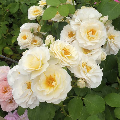 Floribunda roos Zorza® interface.art foto 3 Floribunda roos Zorza® interface.image 3 interface.art 6190