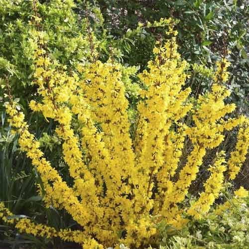 Forsüütia Mikador PBR, С3 interface.art foto 1 Forsüütia Mikador PBR, С3 interface.image 1 interface.art 8537