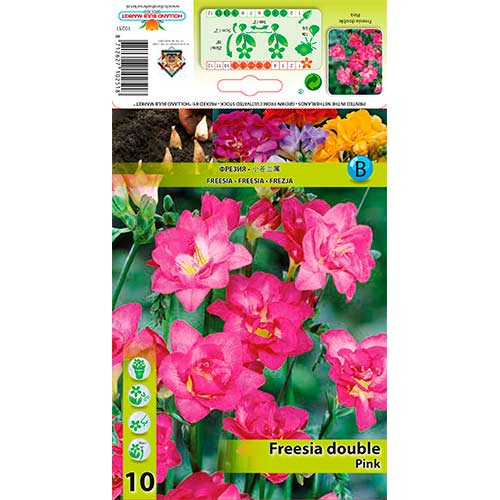 Freesia Double Pink interface.art foto 1 Freesia Double Pink interface.image 1 interface.art 76237