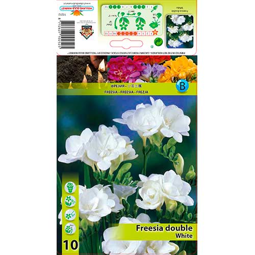 Freesia Double White interface.image 1 interface.art 76239