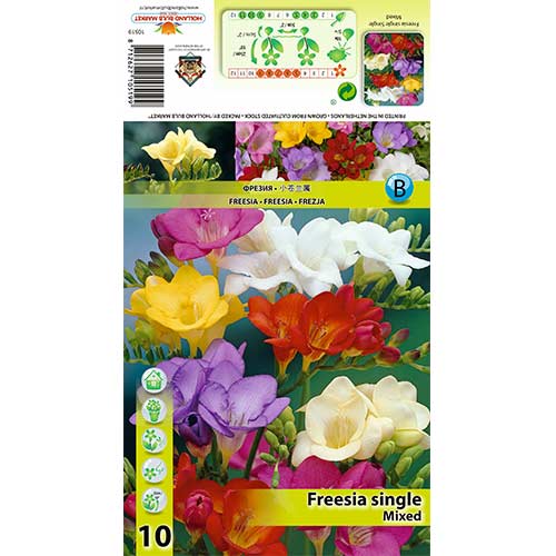 Freesia Single Mixed interface.art foto 1 Freesia Single Mixed interface.image 1 interface.art 70390