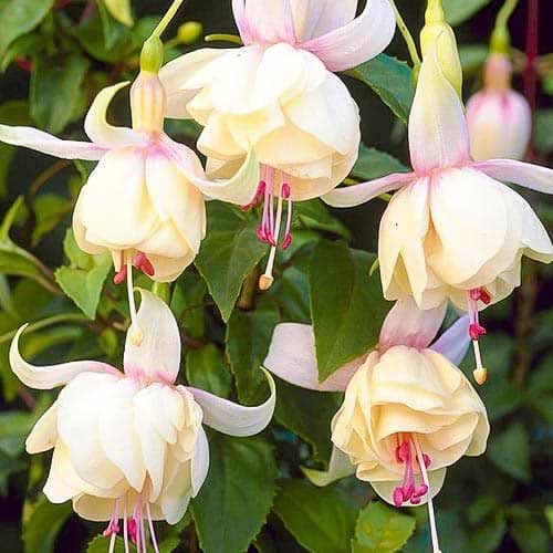 Fuksia Annabel interface.art foto 1 Fuksia Annabel interface.image 1 interface.art 76692