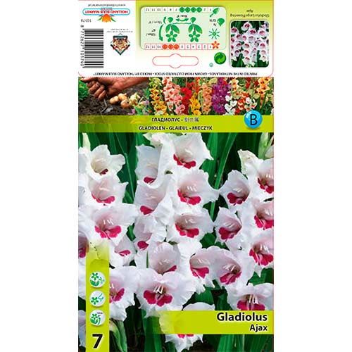 Gladiool Ajax interface.art foto 1 Gladiool Ajax interface.image 1 interface.art 76588